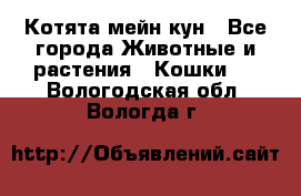 Котята мейн кун - Все города Животные и растения » Кошки   . Вологодская обл.,Вологда г.